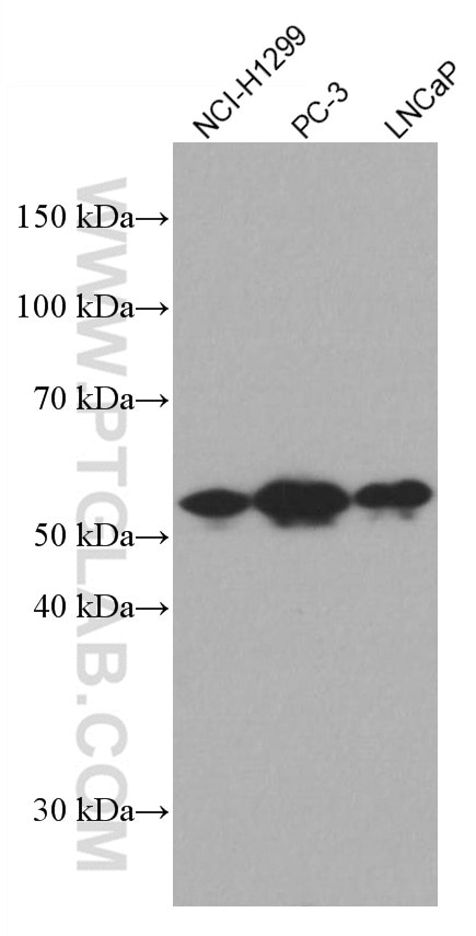 WB analysis using 66916-1-Ig