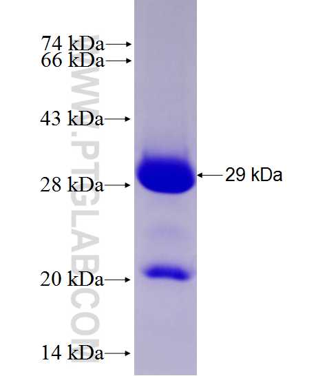 TFG fusion protein Ag27697 SDS-PAGE