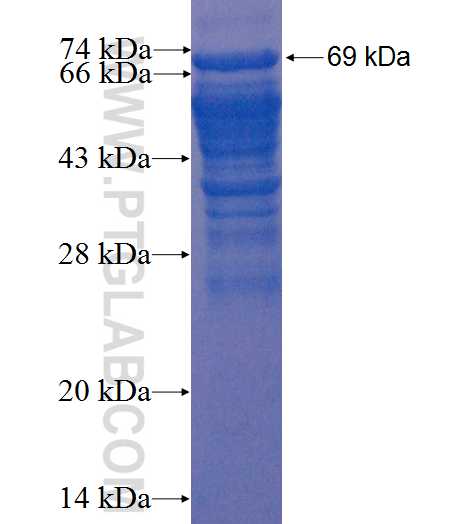 TFG fusion protein Ag2151 SDS-PAGE