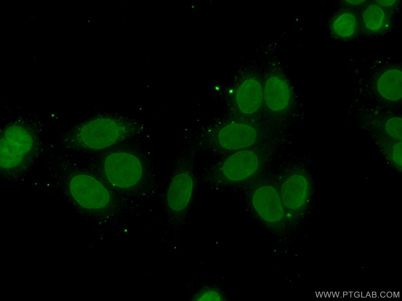 Immunofluorescence (IF) / fluorescent staining of HeLa cells using TFIP11 Polyclonal antibody (14436-1-AP)