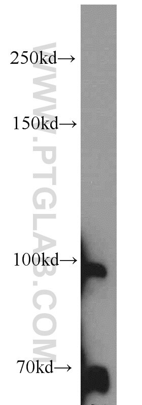 Western Blot (WB) analysis of MCF-7 cells using TFIP11 Polyclonal antibody (14436-1-AP)