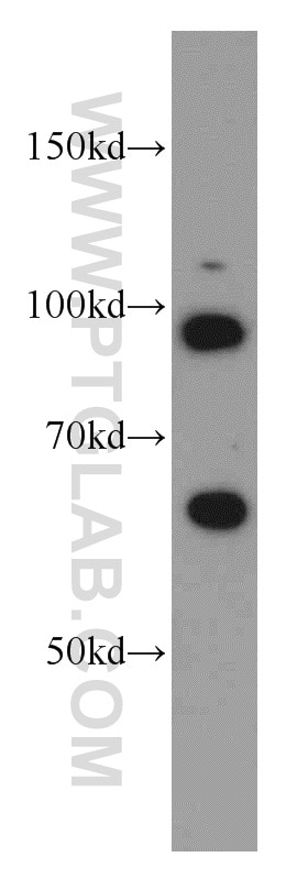 Western Blot (WB) analysis of K-562 cells using TFIP11 Polyclonal antibody (14436-1-AP)