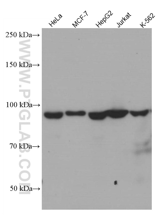 Western Blot (WB) analysis of various lysates using TFIP11 Monoclonal antibody (66114-1-Ig)