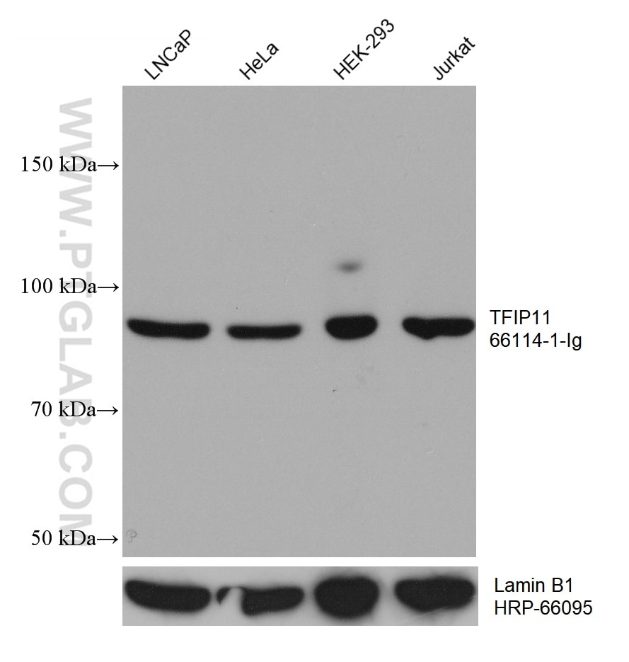 Western Blot (WB) analysis of various lysates using TFIP11 Monoclonal antibody (66114-1-Ig)