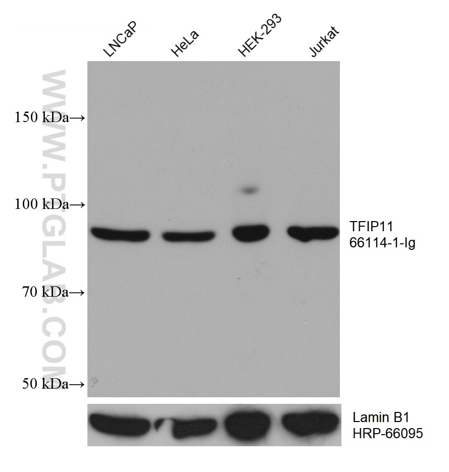 Western Blot (WB) analysis of various lysates using TFIP11 Monoclonal antibody (66114-1-Ig)