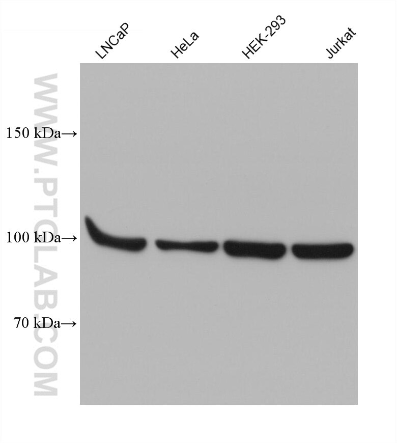Western Blot (WB) analysis of various lysates using TFIP11 Monoclonal antibody (66114-1-Ig)