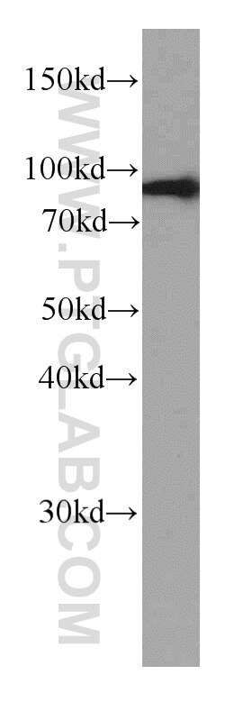 Western Blot (WB) analysis of HeLa cells using TFIP11 Monoclonal antibody (66114-1-Ig)