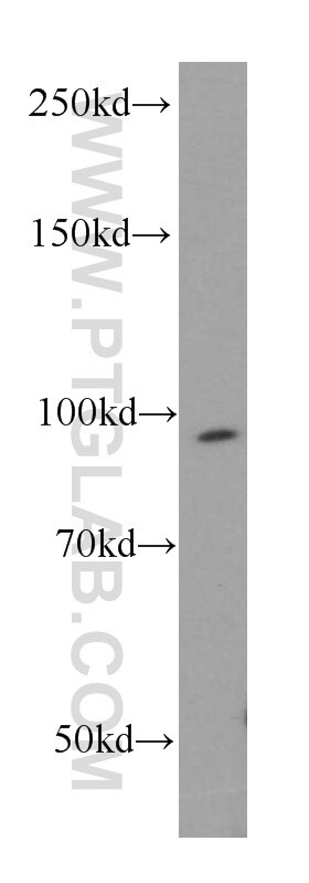 Western Blot (WB) analysis of human brain tissue using TFIP11 Monoclonal antibody (66114-1-Ig)