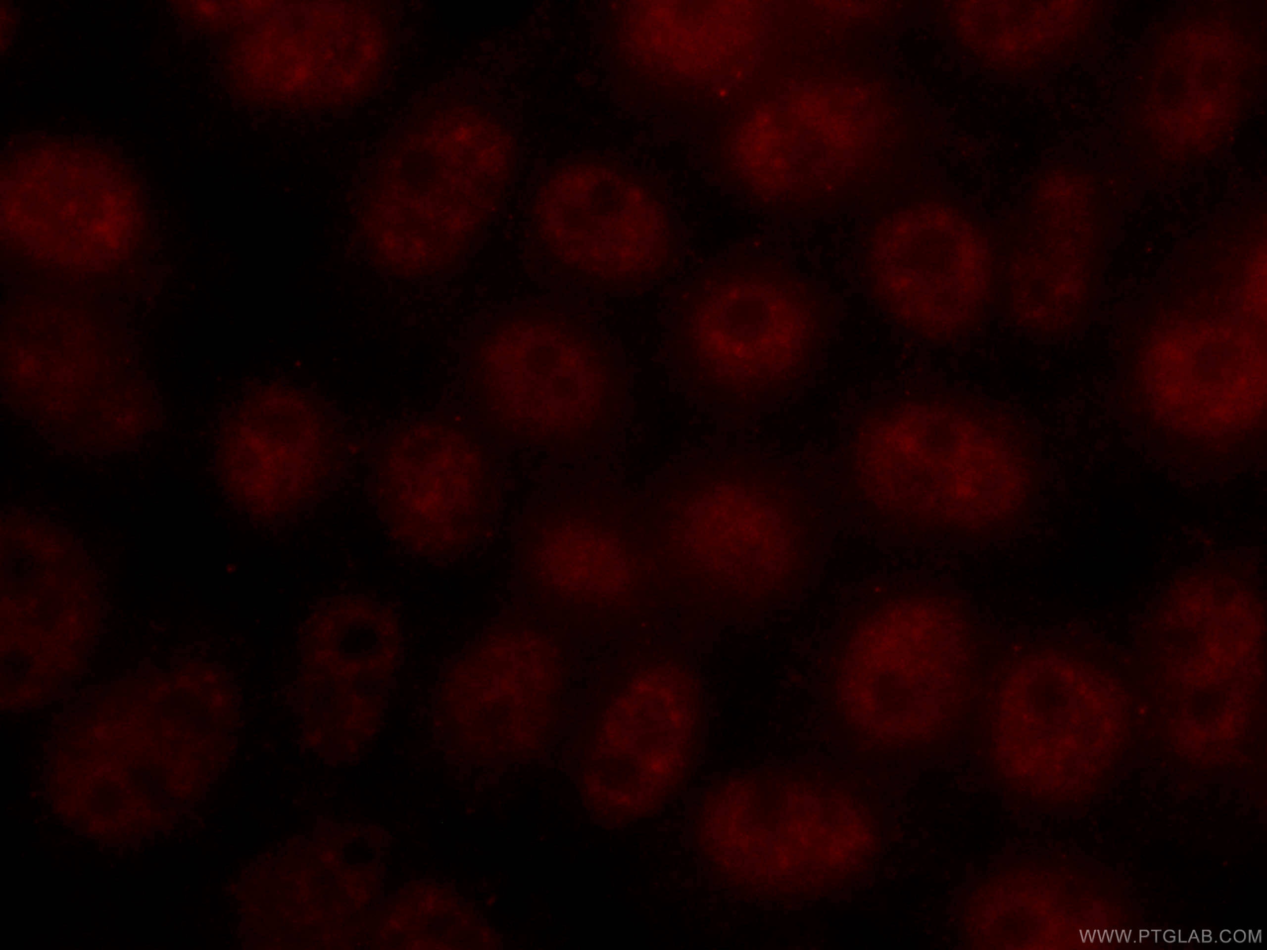 Immunofluorescence (IF) / fluorescent staining of HeLa cells using CoraLite®594-conjugated TFIP11 Monoclonal antibody (CL594-66114)