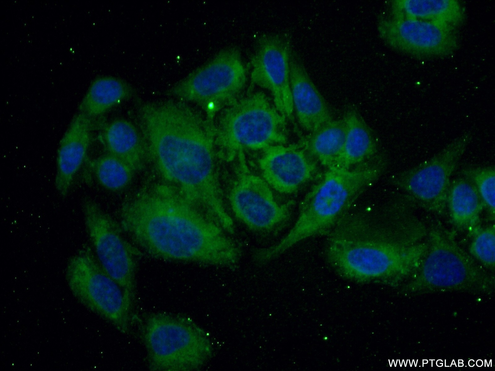 Immunofluorescence (IF) / fluorescent staining of HepG2 cells using TFPI Polyclonal antibody (20865-1-AP)