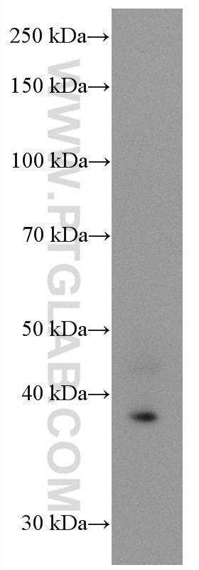 Western Blot (WB) analysis of HepG2 cells using TFPI Monoclonal antibody (66842-1-Ig)