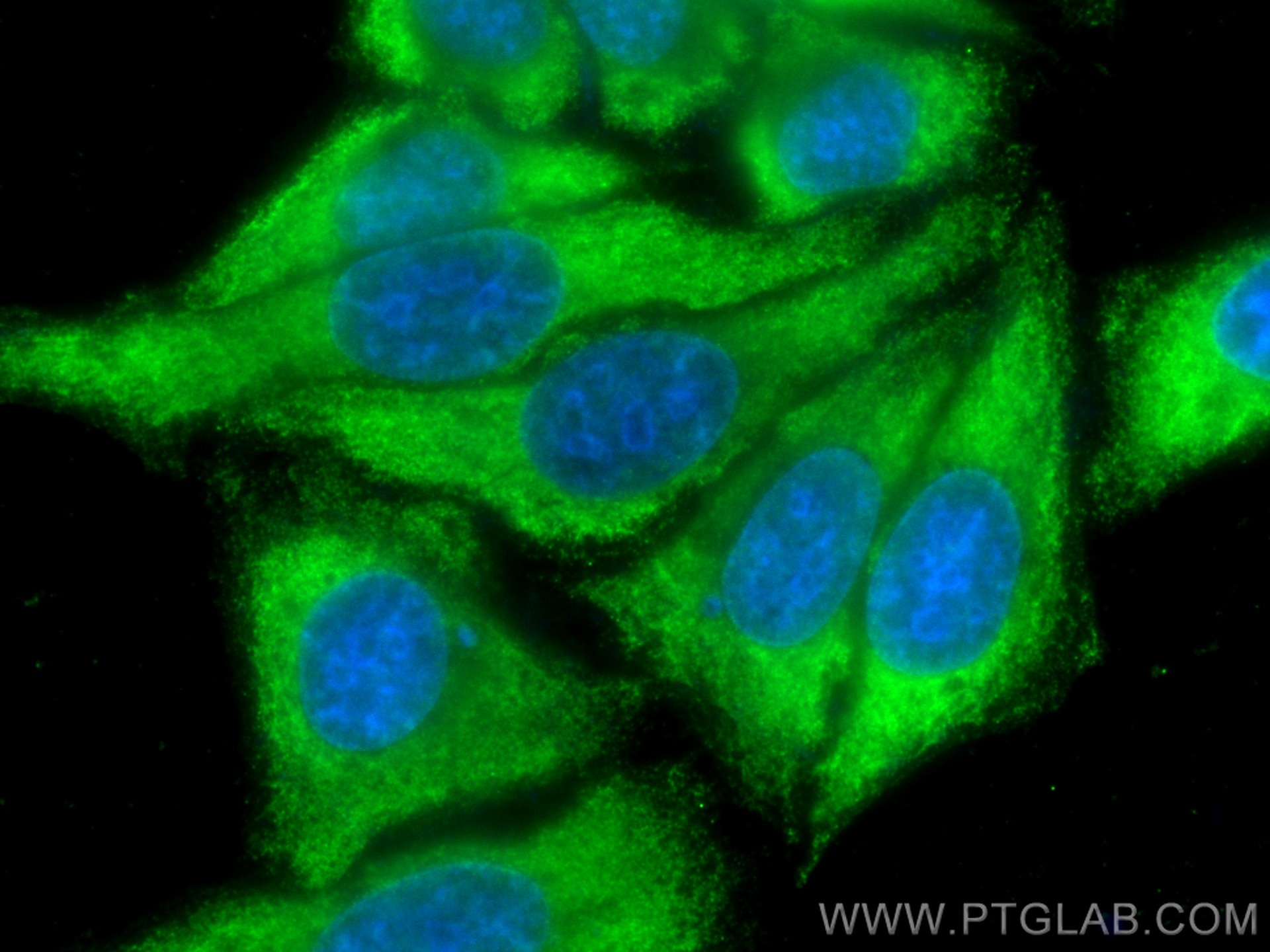 Immunofluorescence (IF) / fluorescent staining of HepG2 cells using CoraLite® Plus 488-conjugated TFPI Monoclonal anti (CL488-66842)