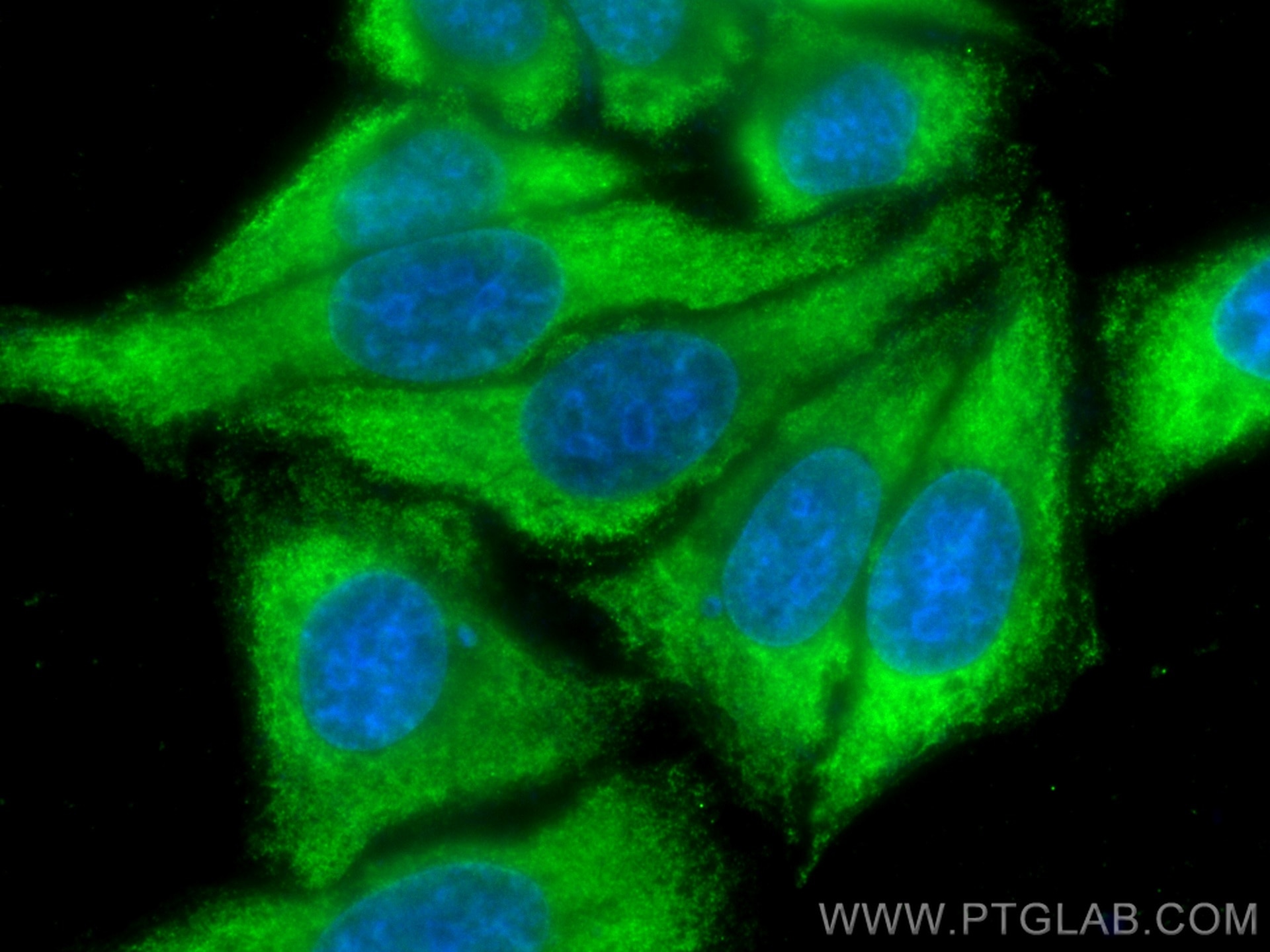 IF Staining of HepG2 using CL488-66842