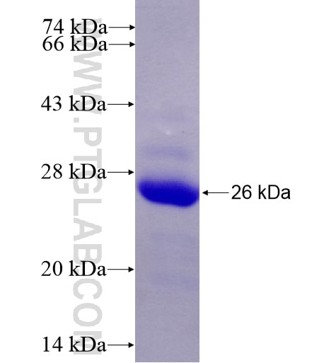 TFPI fusion protein Ag14980 SDS-PAGE