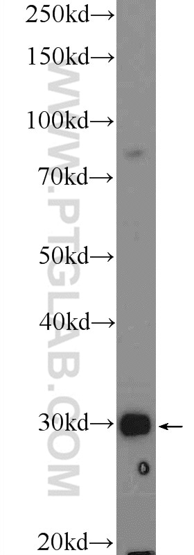 Western Blot (WB) analysis of mouse liver tissue using TFPT Polyclonal antibody (10097-2-AP)