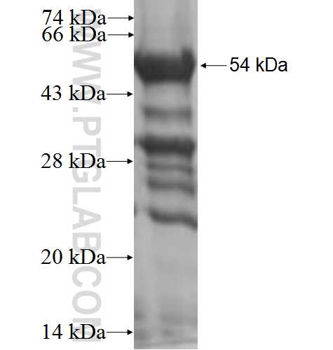 TFPT fusion protein Ag0131 SDS-PAGE
