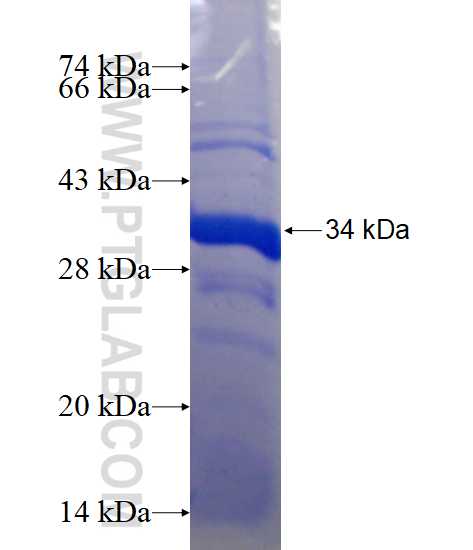 TFR2 fusion protein Ag15543 SDS-PAGE