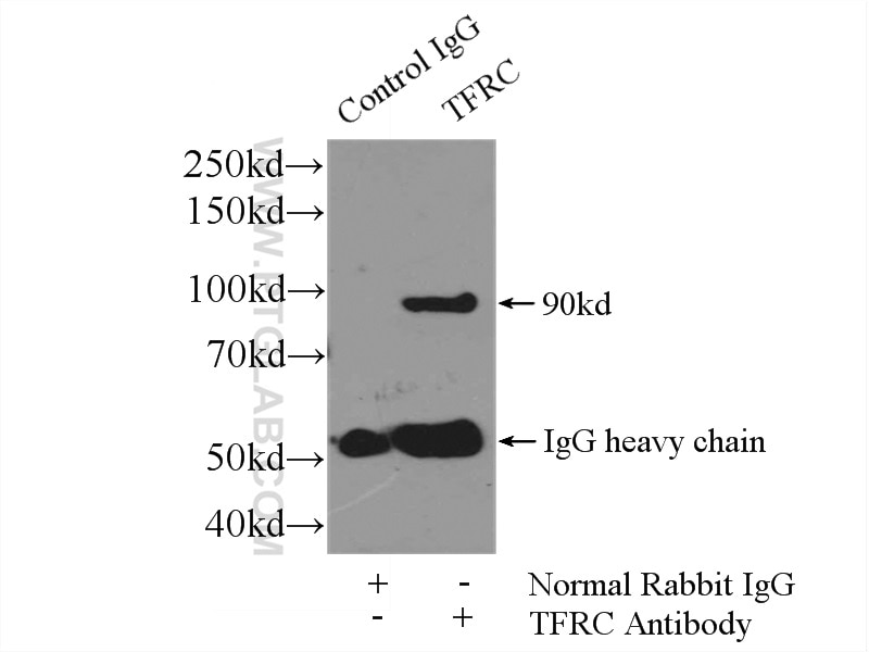 Immunoprecipitation (IP) experiment of HeLa cells using CD71 Polyclonal antibody (10084-2-AP)