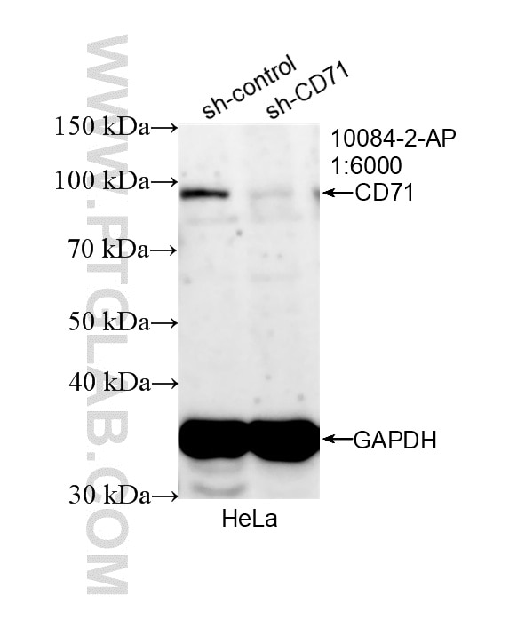 Western Blot (WB) analysis of HeLa cells using CD71 Polyclonal antibody (10084-2-AP)