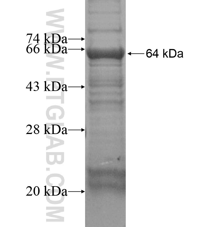 TG fusion protein Ag16343 SDS-PAGE