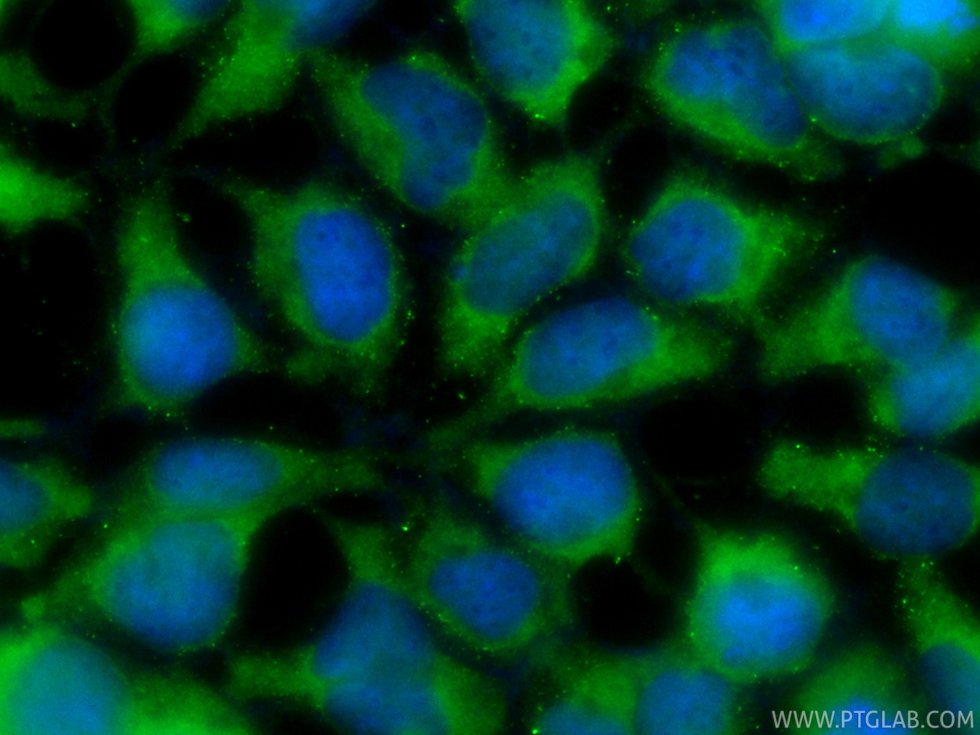 Immunofluorescence (IF) / fluorescent staining of HEK-293 cells using CoraLite® Plus 488-conjugated TGF Beta 1 Recombina (CL488-81746-2)