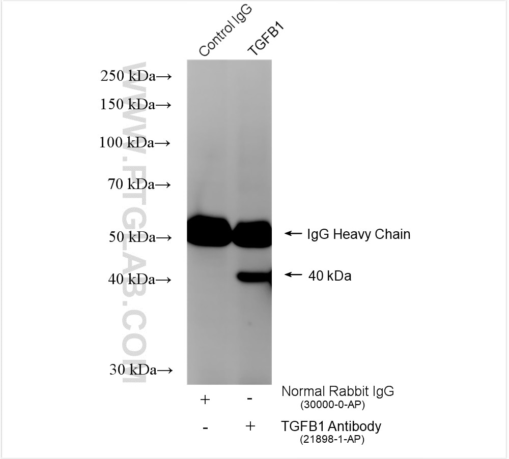 Immunoprecipitation (IP) experiment of mouse skin tissue using TGF Beta 1 Polyclonal antibody (21898-1-AP)