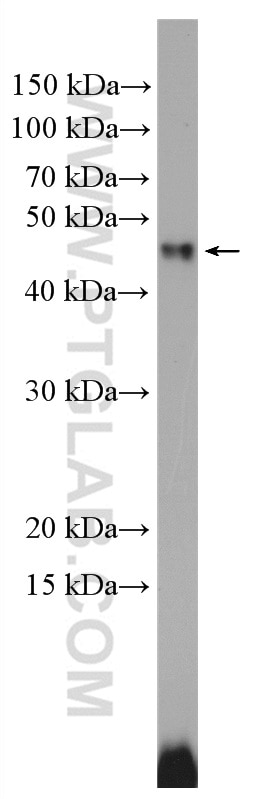 Western Blot (WB) analysis of K-562 cells using TGF Beta 1 Polyclonal antibody (21898-1-AP)