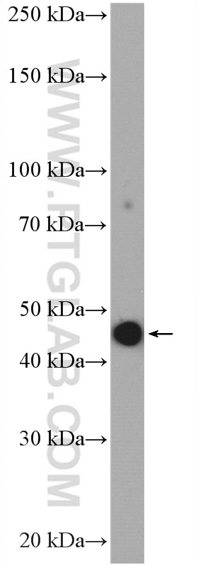 Western Blot (WB) analysis of HeLa cells using TGF Beta 1 Polyclonal antibody (21898-1-AP)
