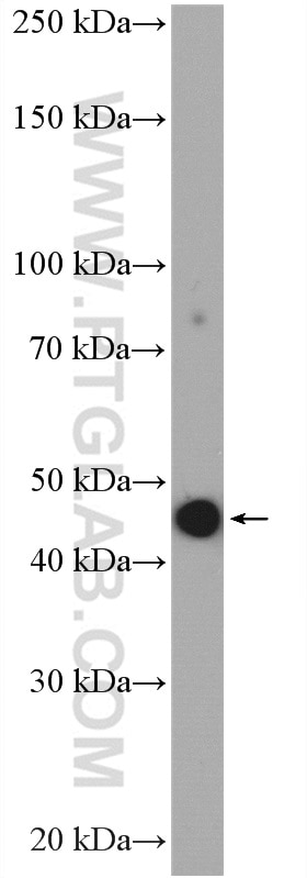 WB analysis of HeLa using 21898-1-AP