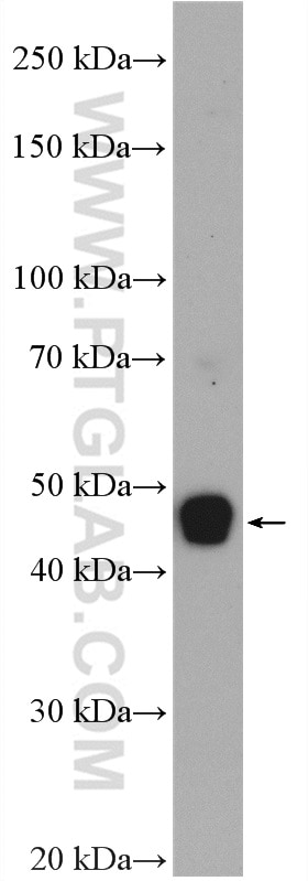 Western Blot (WB) analysis of A549 cells using TGF Beta 1 Polyclonal antibody (21898-1-AP)