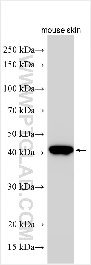 Western Blot (WB) analysis of mouse skin tissue using TGF Beta 1 Polyclonal antibody (21898-1-AP)