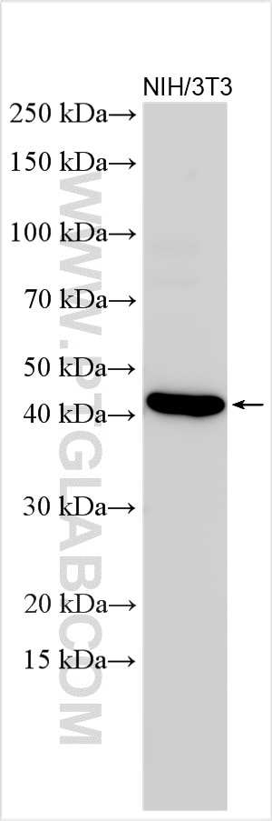 Western Blot (WB) analysis of various lysates using TGF beta 1 Polyclonal antibody (26155-1-AP)