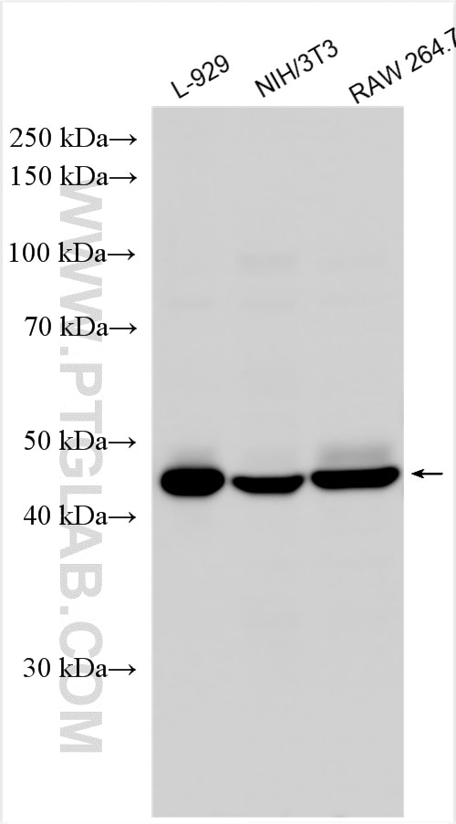 Western Blot (WB) analysis of various lysates using TGF beta 1 Polyclonal antibody (26155-1-AP)