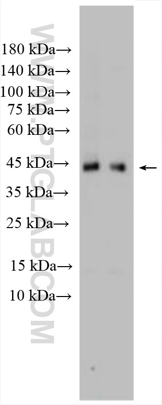 Western Blot (WB) analysis of NIH/3T3 cells using TGF beta 1 Polyclonal antibody (26155-1-AP)