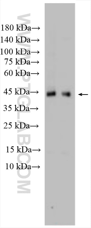 WB analysis of NIH/3T3 using 26155-1-AP