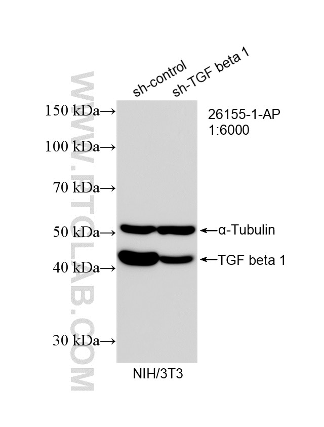 Western Blot (WB) analysis of NIH/3T3 cells using TGF beta 1 Polyclonal antibody (26155-1-AP)