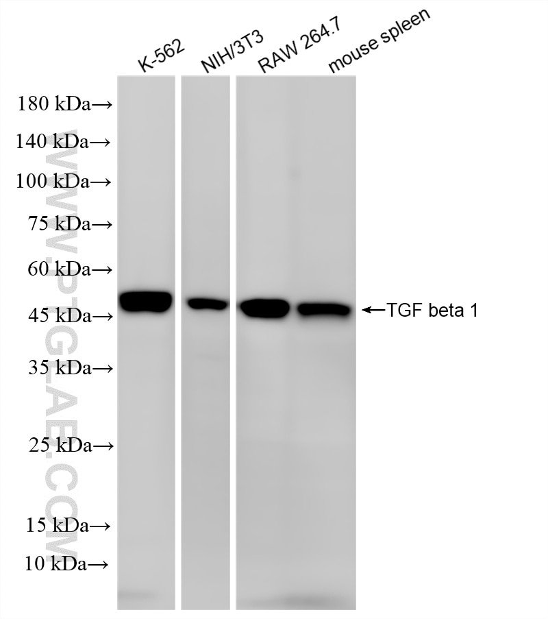 Western Blot (WB) analysis of various lysates using TGF beta 1 Recombinant monoclonal antibody (80458-2-RR)