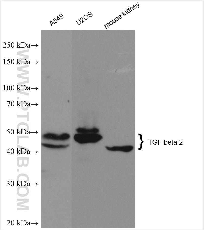 Western Blot (WB) analysis of various lysates using TGF beta 2 Polyclonal antibody (28426-1-AP)