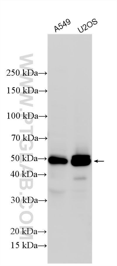 Western Blot (WB) analysis of various lysates using TGFB2/TGF-beta 2 Polyclonal antibody (28426-1-AP)