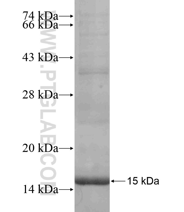 TGFA fusion protein Ag17646 SDS-PAGE