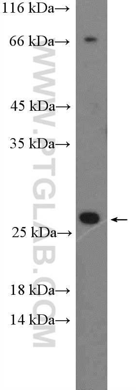 Western Blot (WB) analysis of MCF-7 cells using TGF Beta 1 Polyclonal antibody (18978-1-AP)
