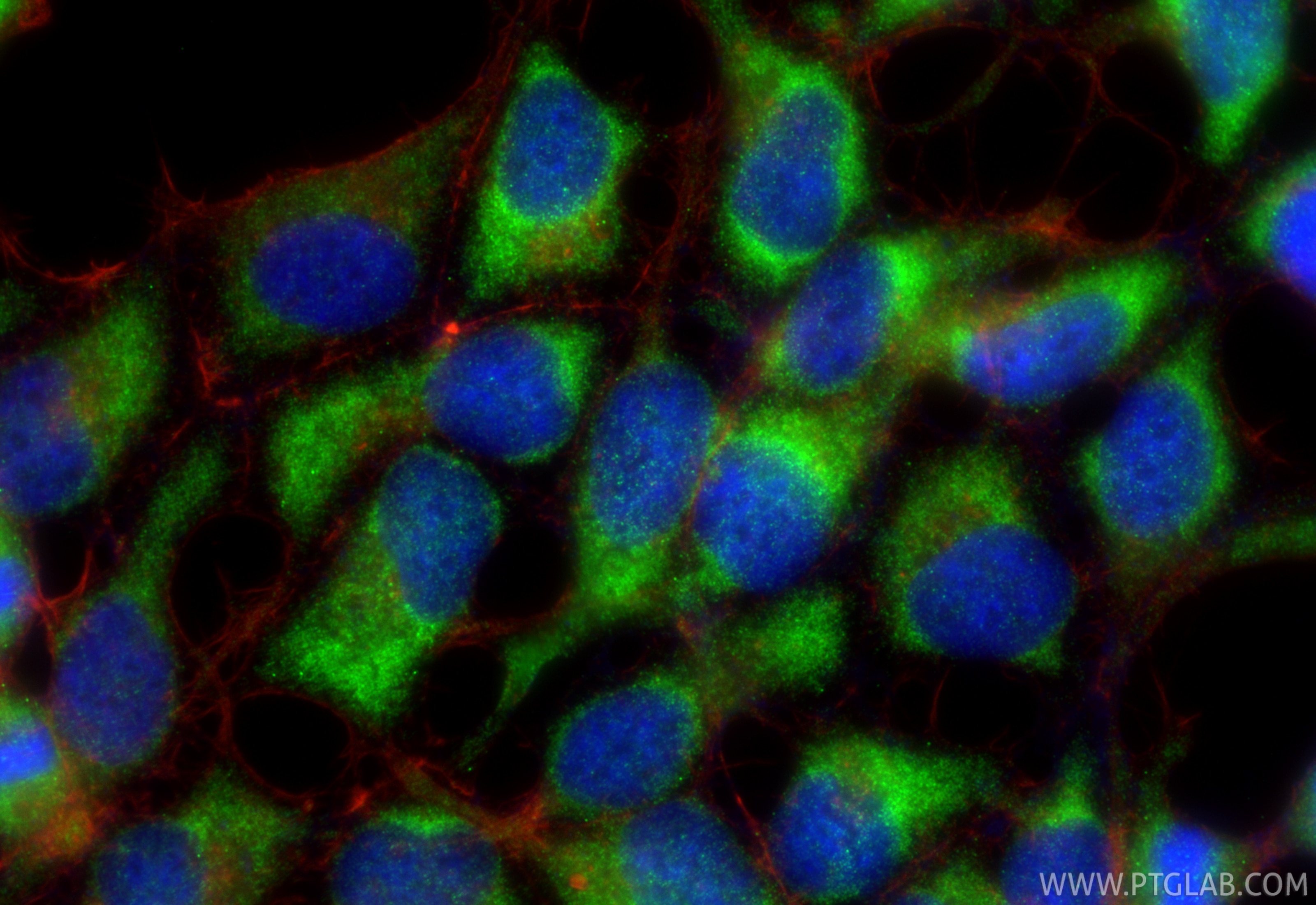 IF Staining of HEK-293 using 81746-2-RR Immunofluorescence (IF) / fluorescent staining of HEK-293 cells using TGF Beta 1 Recombinant monoclonal antibody (81746-2-RR)