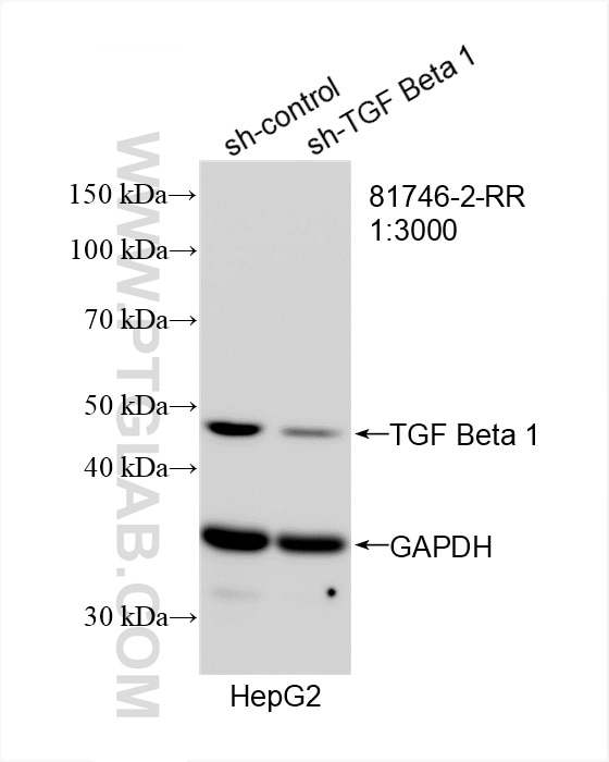 Western Blot (WB) analysis of HepG2 cells using TGF Beta 1 Recombinant antibody (81746-2-RR)