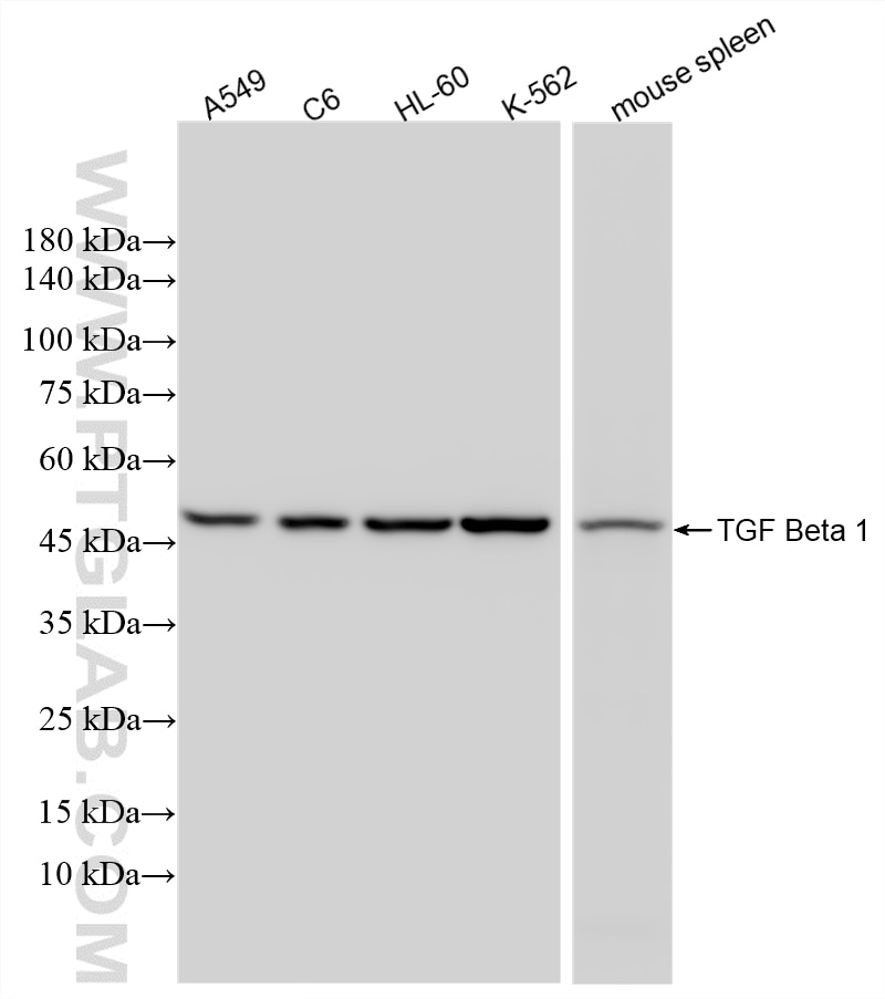 Western Blot (WB) analysis of various lysates using TGF Beta 1 Recombinant monoclonal antibody (81746-2-RR)