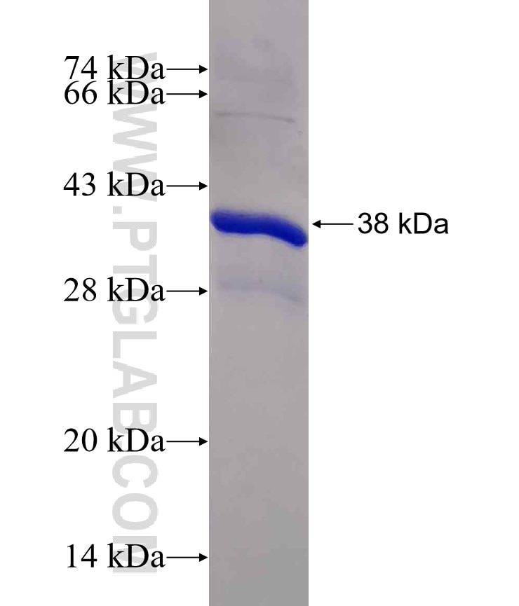 TGFB1 fusion protein Ag24877 SDS-PAGE