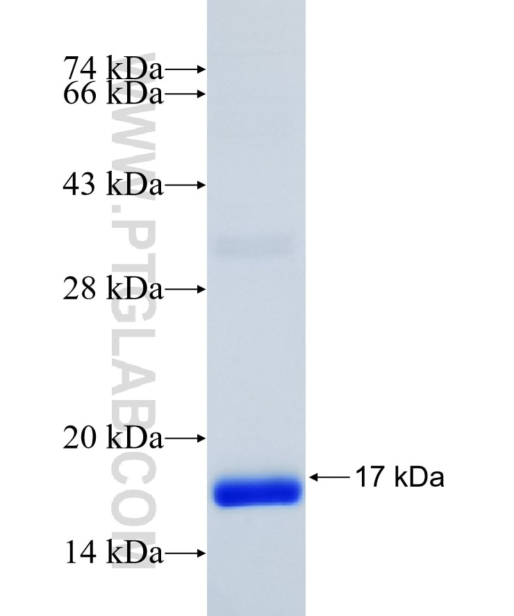 TGFB1 fusion protein Ag24881 SDS-PAGE