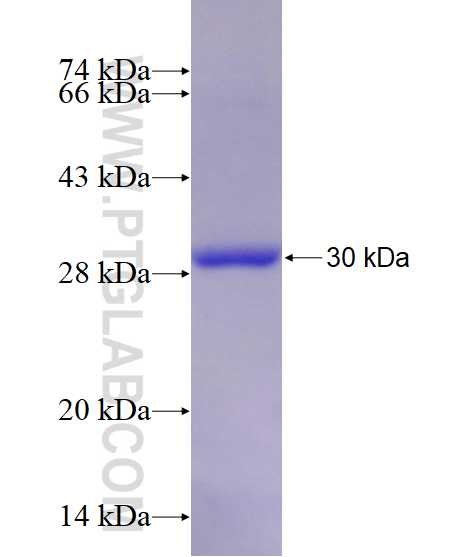 TGFB1 fusion protein Ag13591 SDS-PAGE