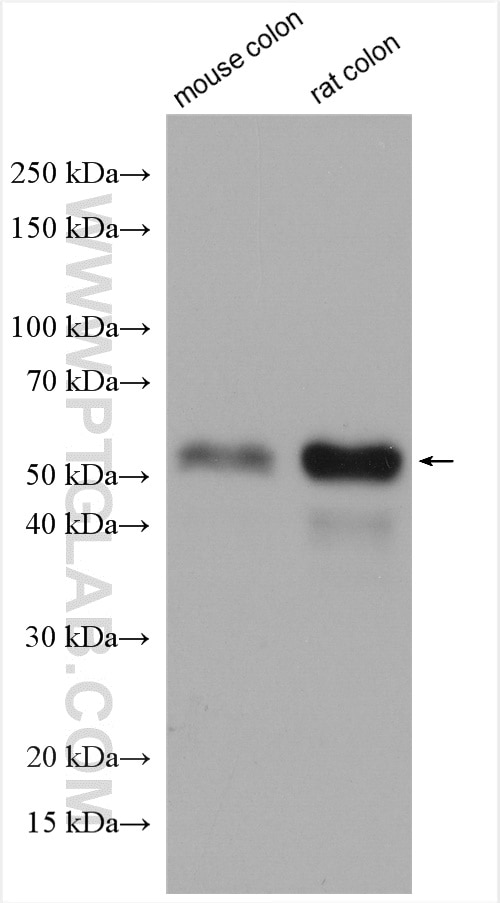 Western Blot (WB) analysis of various lysates using HIC5 Polyclonal antibody (10565-1-AP)