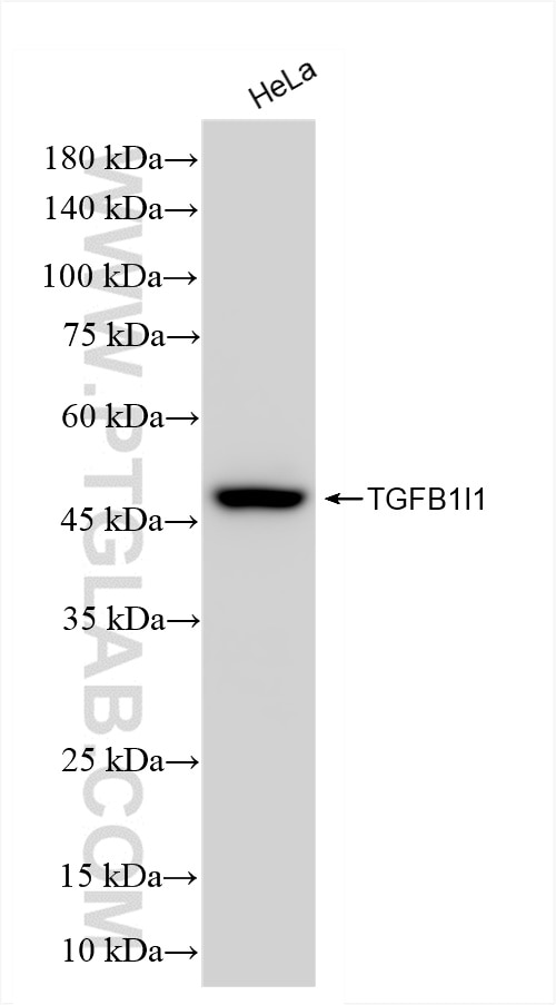 Western Blot (WB) analysis of HeLa cells using TGFB1I1 Recombinant antibody (85859-5-RR)
