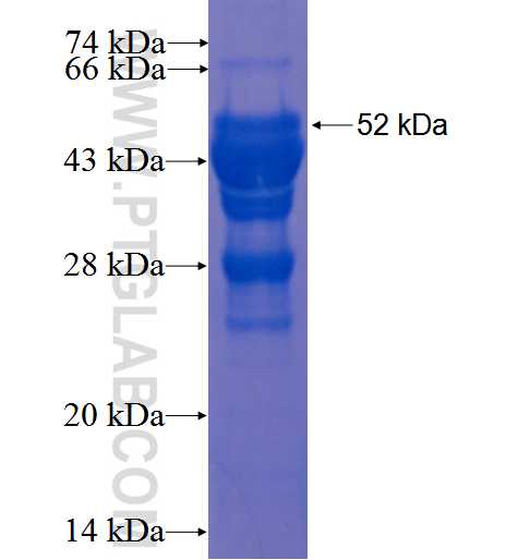 TGFB1I1 fusion protein Ag0868 SDS-PAGE